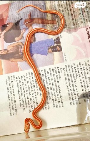 זוחל כרכן תירס