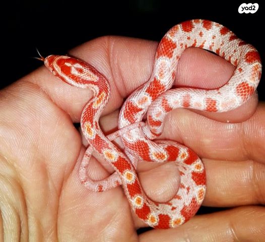 זוחל כרכן תירס