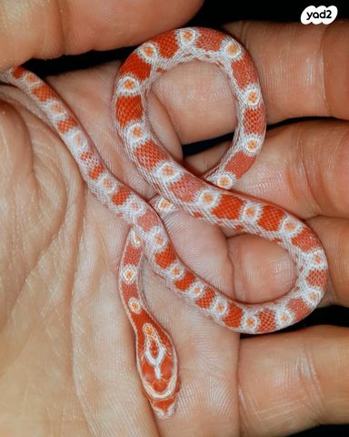 זוחל כרכן תירס