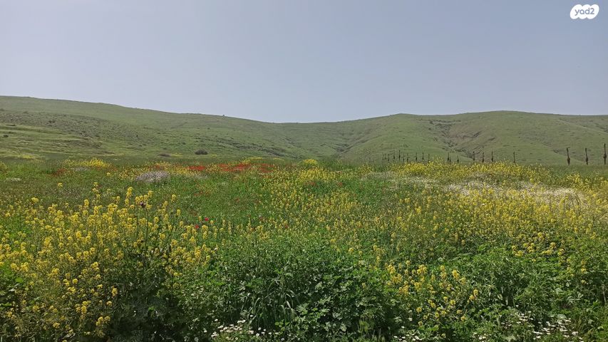 חטיבת גולני 1