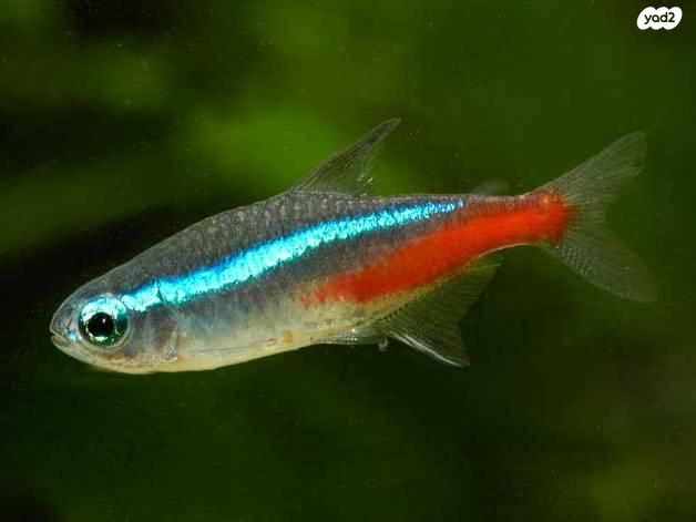 תמונת מודעה - חיות מחמד