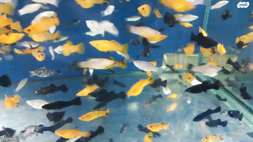 תמונת מודעה - חיות מחמד