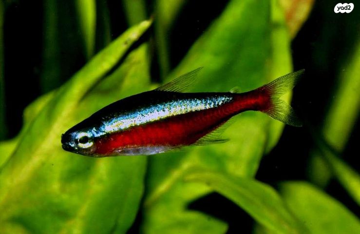 דג דגים טרופיים