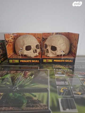 זוחל קינג סנייק