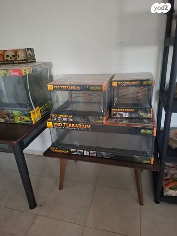 זוחל כרכן תירס