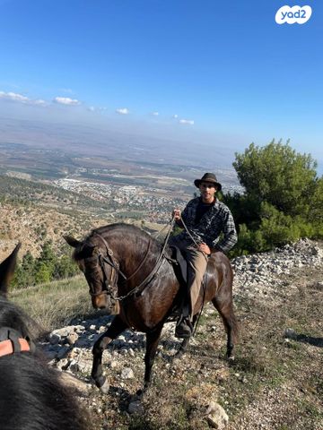 אביזרים | אוכף
