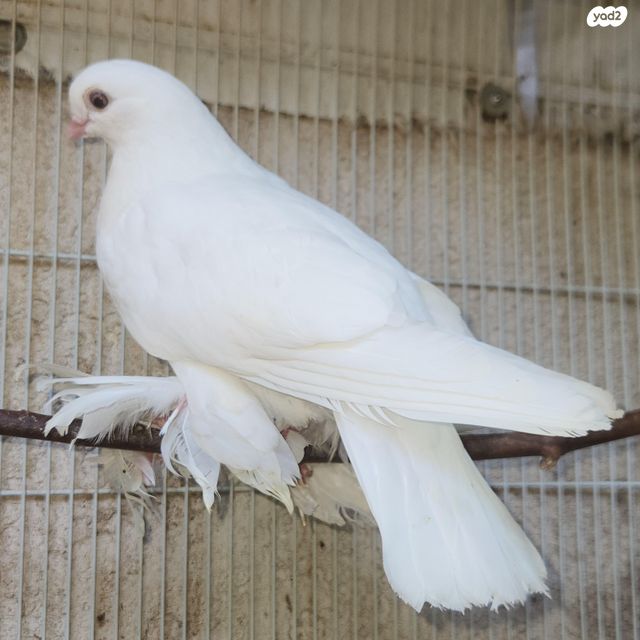 תמונת מודעה - חיות מחמד