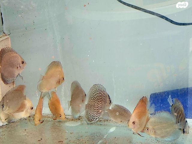 תמונת מודעה - חיות מחמד