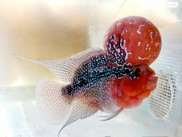 תמונת מודעה - חיות מחמד