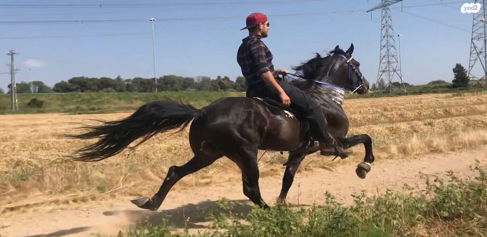 אביזרים | אוכף