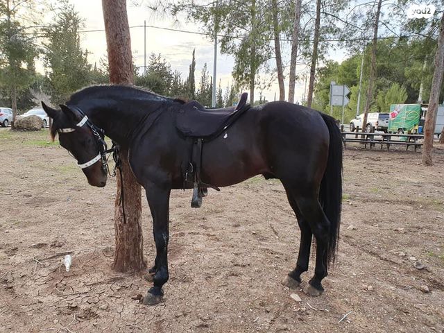 אביזרים | אוכף