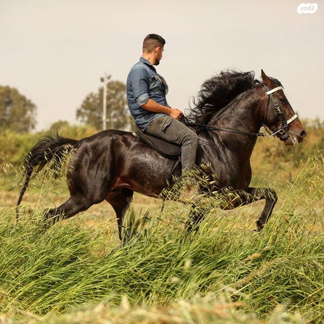 אביזרים | אוכף