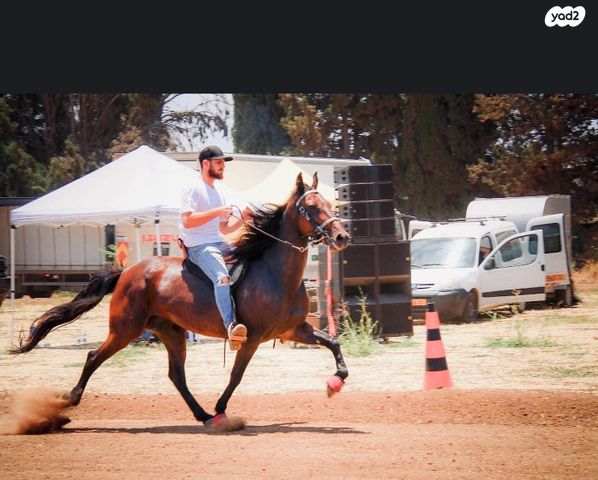 אביזרים | אוכף