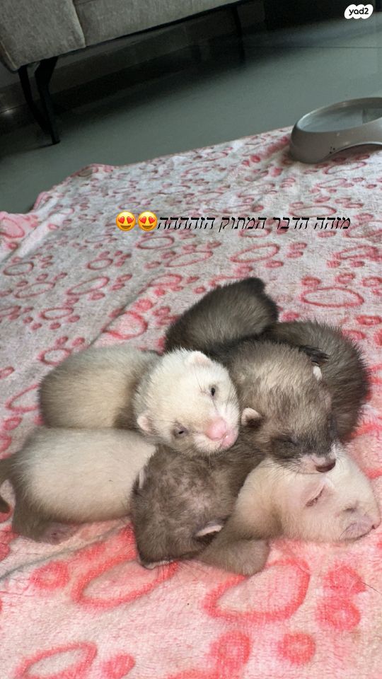תמונת מודעה - חיות מחמד