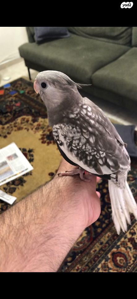 תמונת מודעה - חיות מחמד