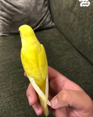 תמונת מודעה - חיות מחמד