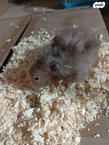 תמונת מודעה - חיות מחמד