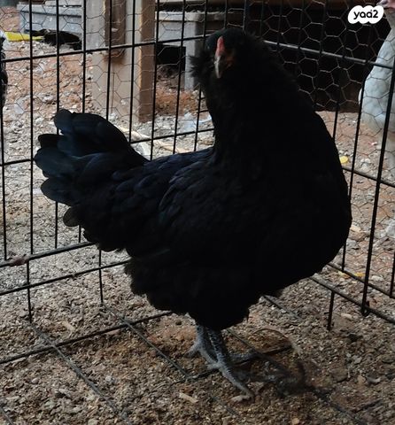 תמונת מודעה - חיות מחמד