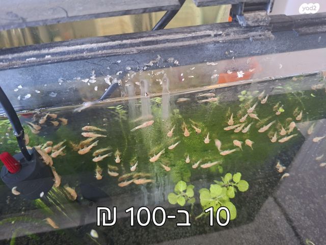 דג דגי חתול