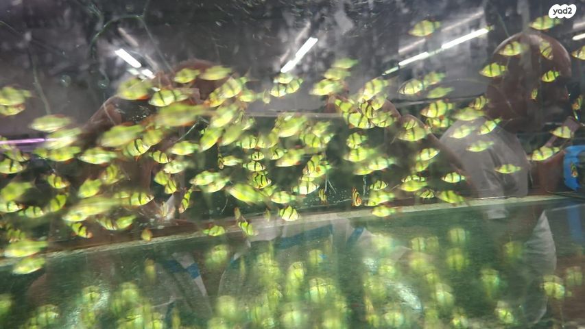 דג דגים טרופיים