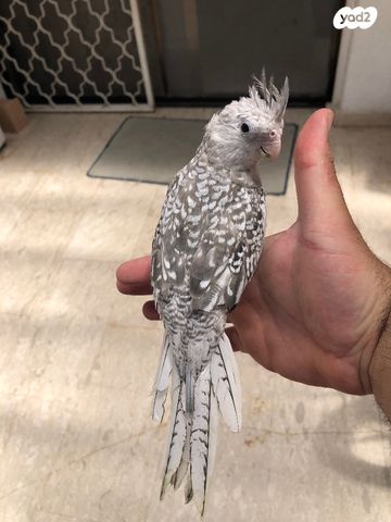 תוכי קוקוטייל