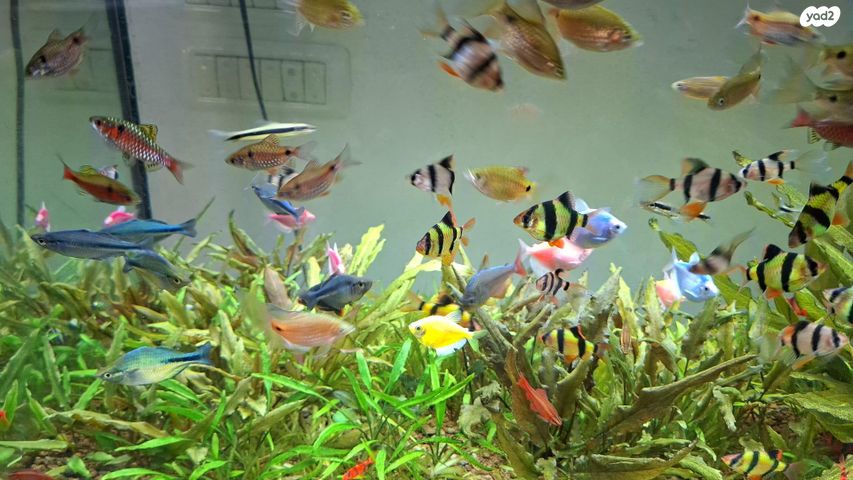 דג דגים טרופיים