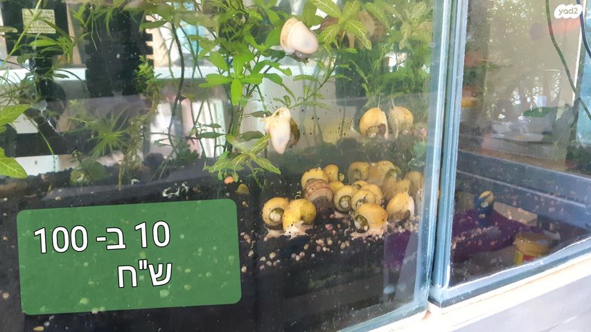 אביזרים | צמחיה לאקווריום