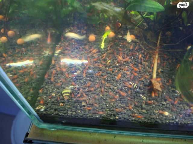 דג דגים טרופיים