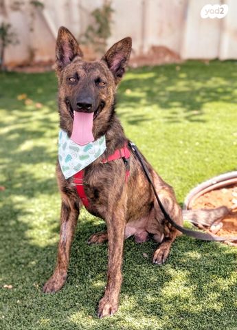 תמונת מודעה - חיות מחמד