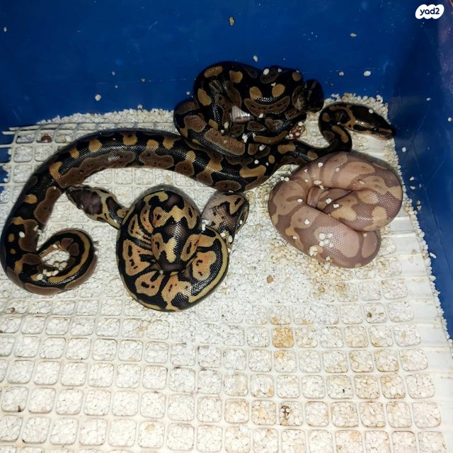 תמונת מודעה - חיות מחמד