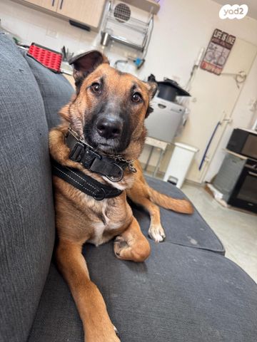 תמונת מודעה - חיות מחמד