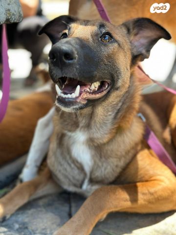 כלב רועה בלגי