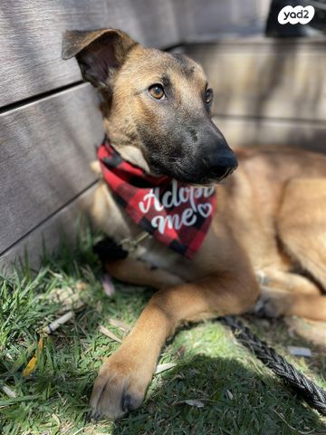 כלב רועה בלגי