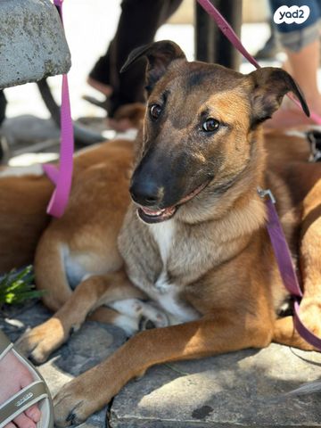 כלב רועה בלגי