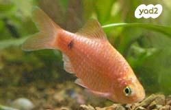 דג דגים טרופיים