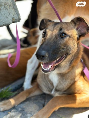 כלב רועה בלגי
