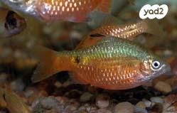 דג דגים טרופיים