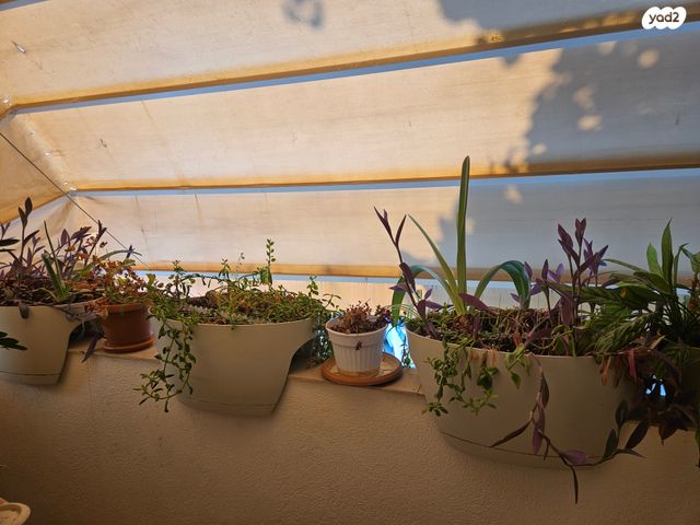 דופלקס, חדווה רשיש, המרכז השקט / מרכז העיר, פתח תקווה