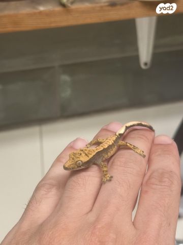 תמונת מודעה - חיות מחמד