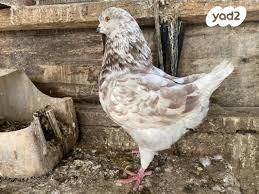 תמונת מודעה - חיות מחמד