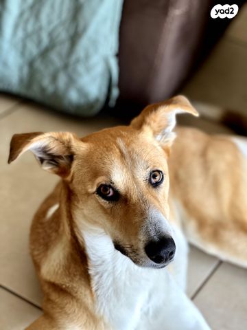 תמונת מודעה - חיות מחמד