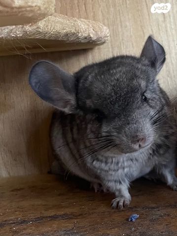 תמונת מודעה - חיות מחמד