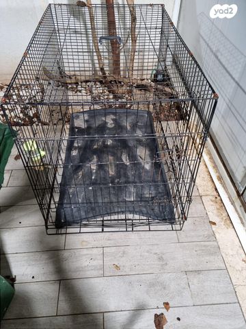 תמונת מודעה - חיות מחמד