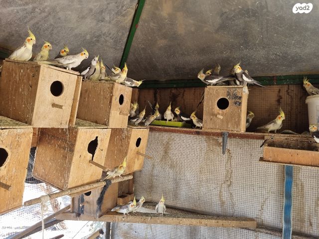 תוכי קוקוטייל