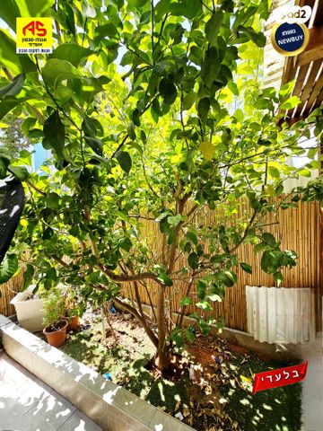 דירת גן, אשדוד