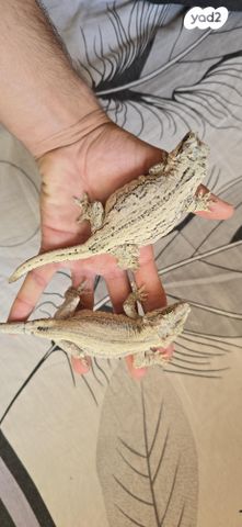 תמונת מודעה - חיות מחמד