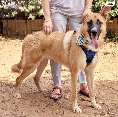 תמונת מודעה - חיות מחמד
