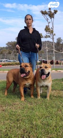 תמונת מודעה - חיות מחמד