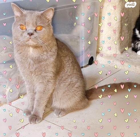 תמונת מודעה - חיות מחמד