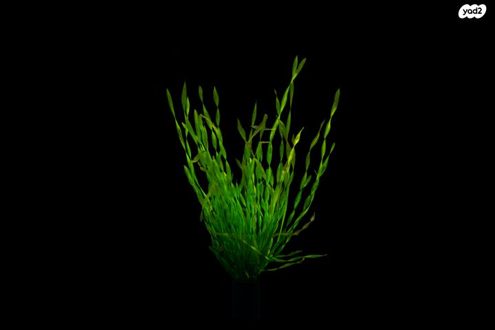 אביזרים | צמחיה לאקווריום